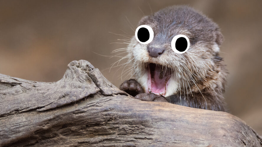 Baby otter