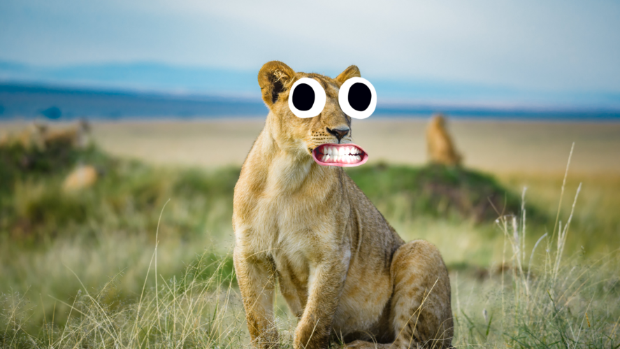 Derpy looking lioness